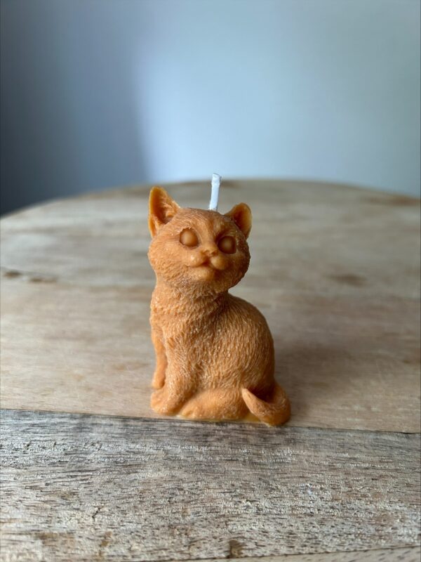 Kat oranje